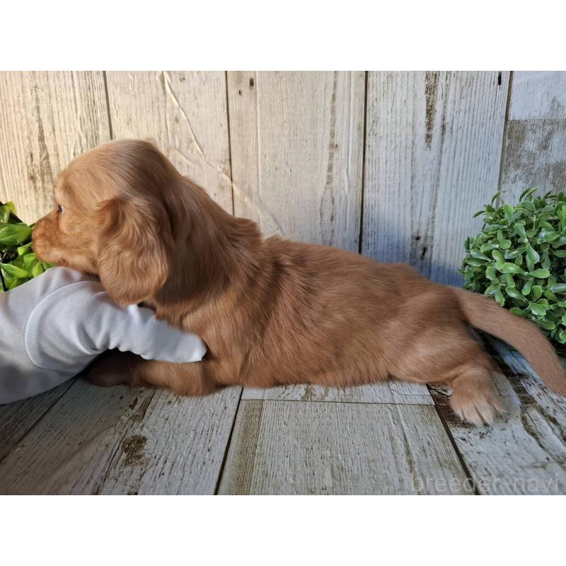 販売中の千葉県のミニチュアダックスフンド(ロングヘアード)-426372の4枚目