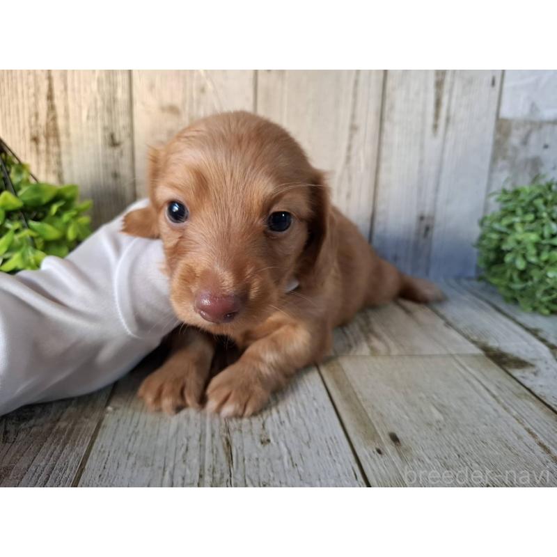 販売中の千葉県のミニチュアダックスフンド(ロングヘアード)-426372の3枚目