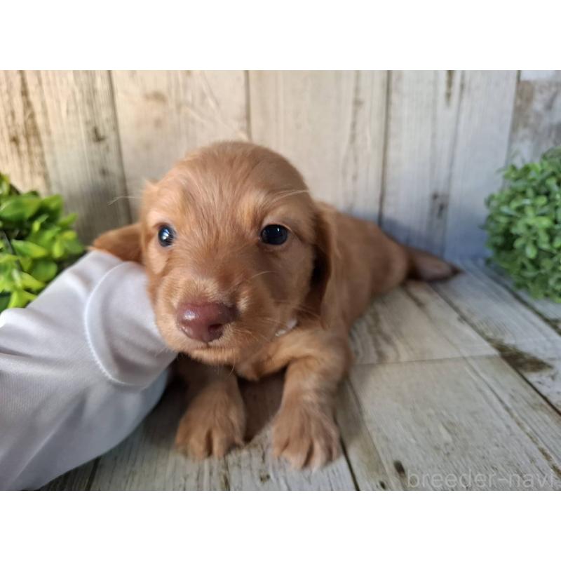 販売中の千葉県のミニチュアダックスフンド(ロングヘアード)-426372の2枚目