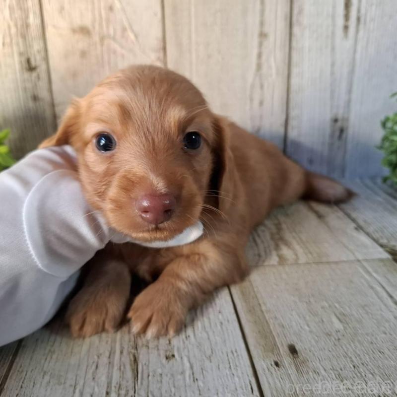 販売中の千葉県のミニチュアダックスフンド(ロングヘアード)-426372