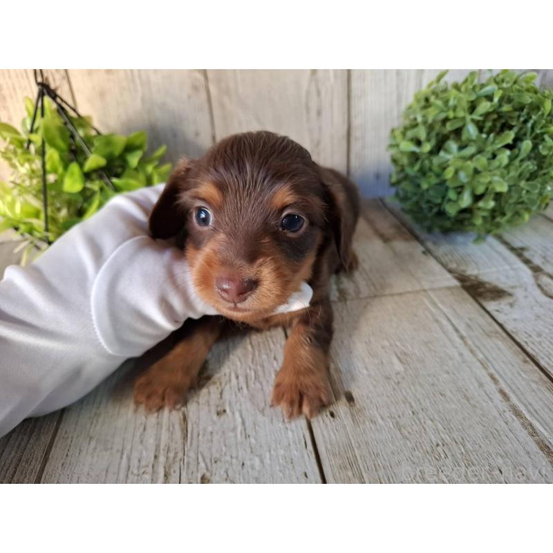 販売中の千葉県のミニチュアダックスフンド(ロングヘアード)-426374の5枚目