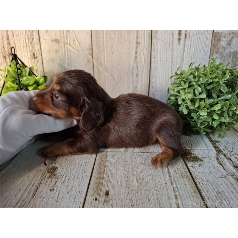 販売中の千葉県のミニチュアダックスフンド(ロングヘアード)-426374の4枚目