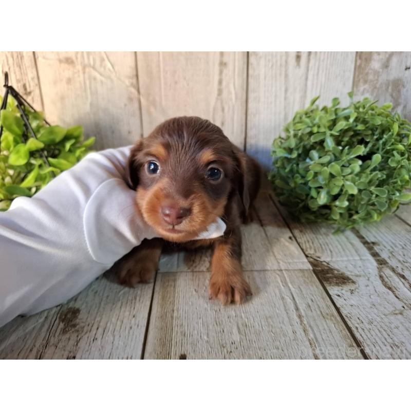 販売中の千葉県のミニチュアダックスフンド(ロングヘアード)-426374の3枚目