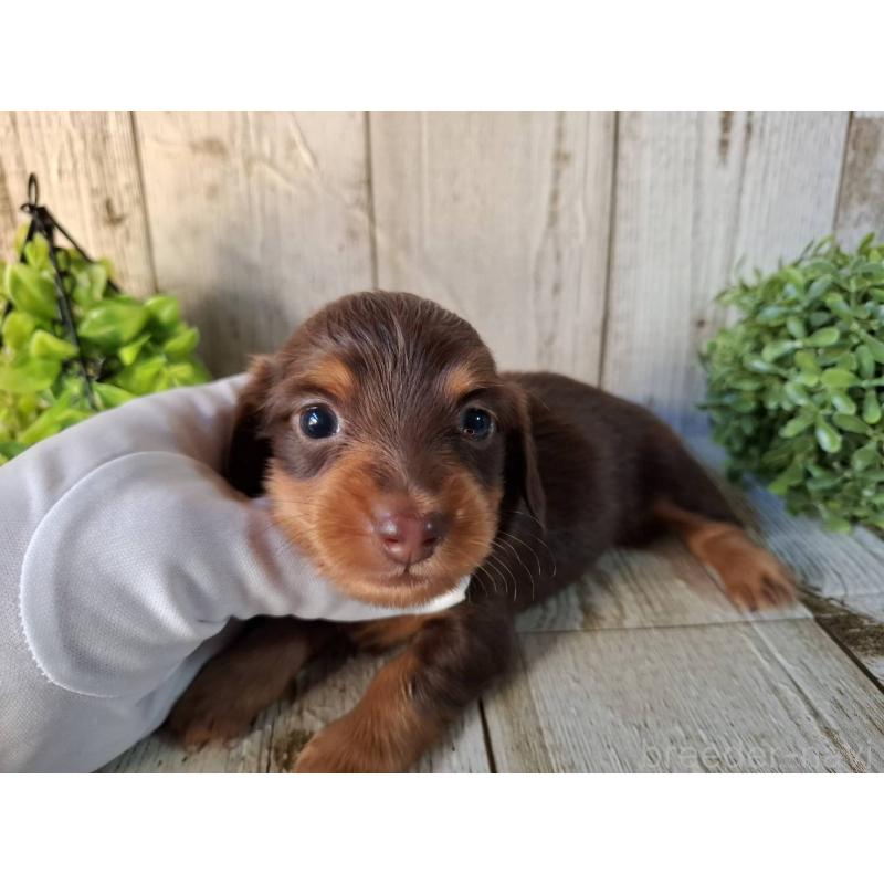 販売中の千葉県のミニチュアダックスフンド(ロングヘアード)-426374の2枚目