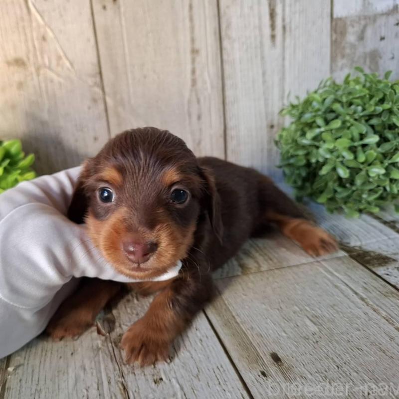 販売中の千葉県のミニチュアダックスフンド(ロングヘアード)-426374の1枚目