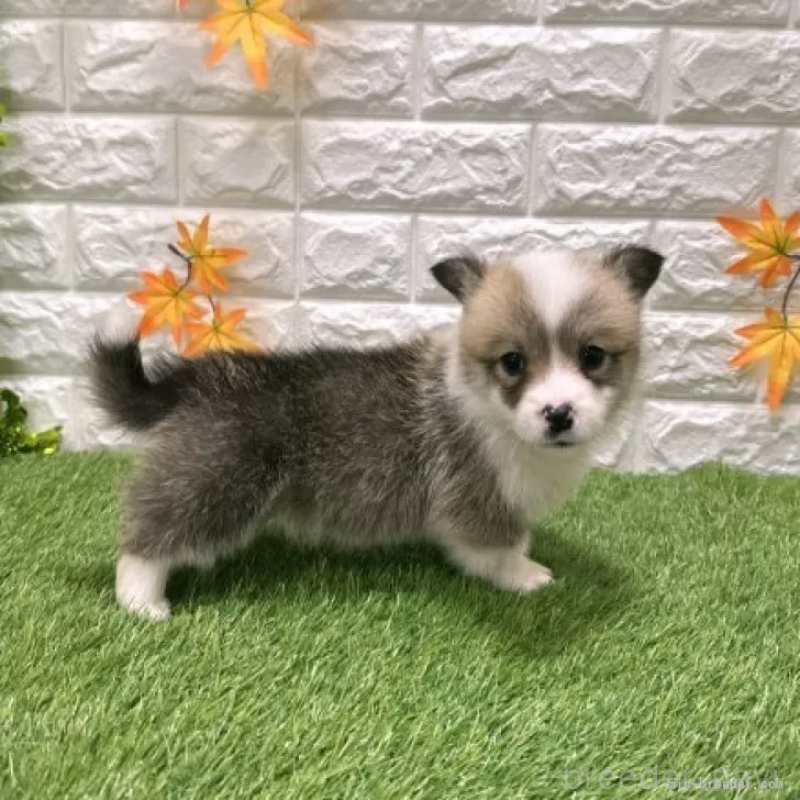 販売中の愛知県のウェルシュコーギーペンブローク-426375の5枚目