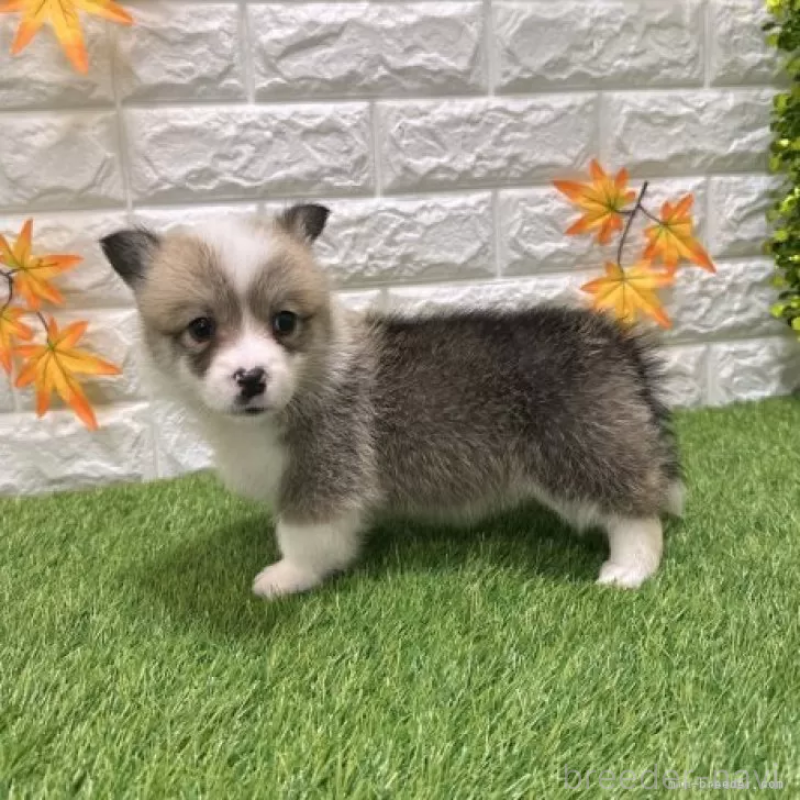 販売中の愛知県のウェルシュコーギーペンブローク-426375の4枚目