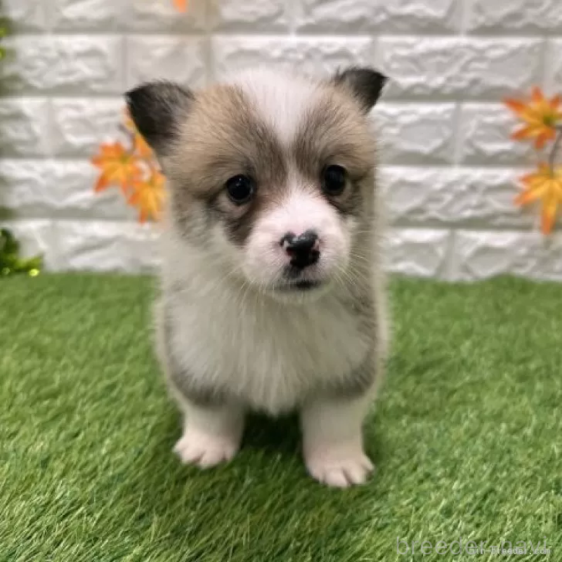 販売中の愛知県のウェルシュコーギーペンブローク-426375の3枚目