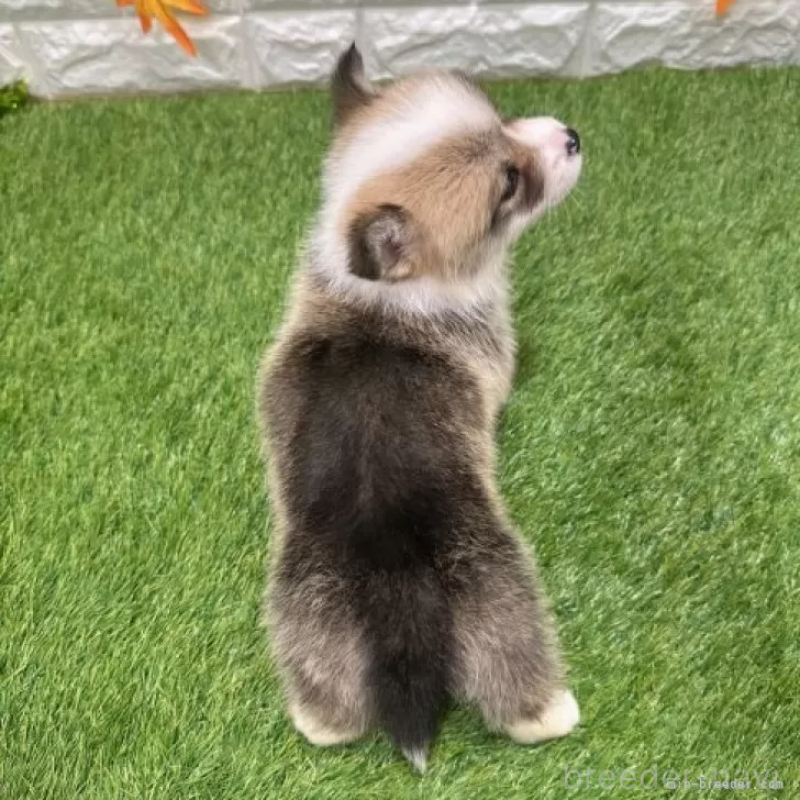 販売中の愛知県のウェルシュコーギーペンブローク-426375の2枚目