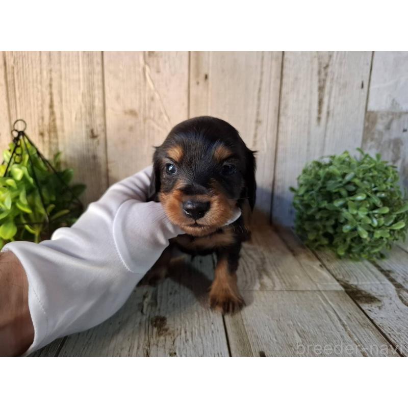 販売中の千葉県のミニチュアダックスフンド(ロングヘアード)-426378の5枚目