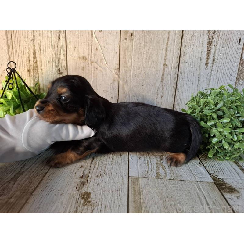 販売中の千葉県のミニチュアダックスフンド(ロングヘアード)-426378の4枚目