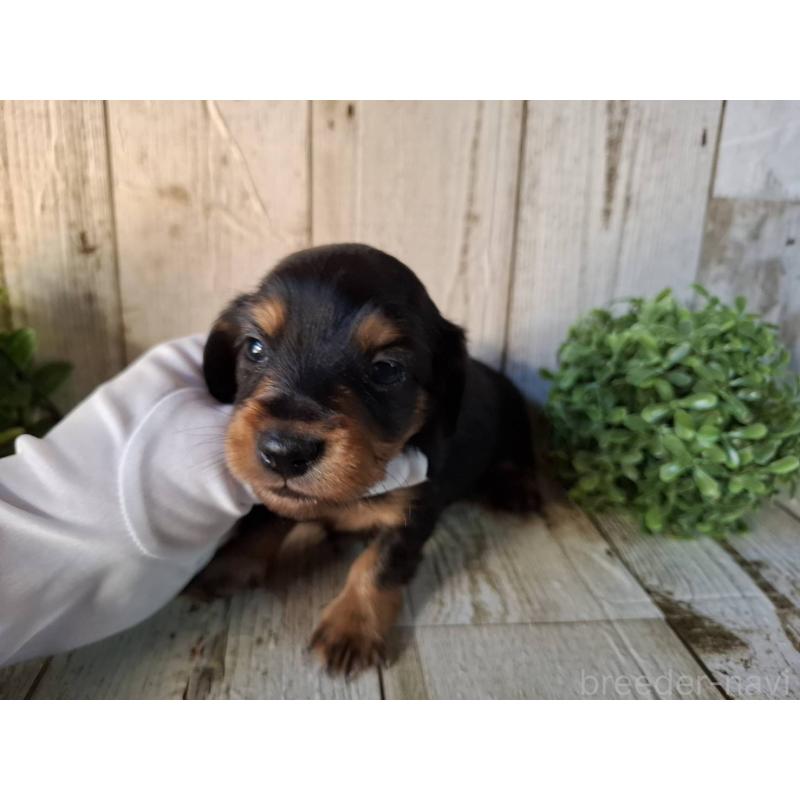 販売中の千葉県のミニチュアダックスフンド(ロングヘアード)-426378の3枚目