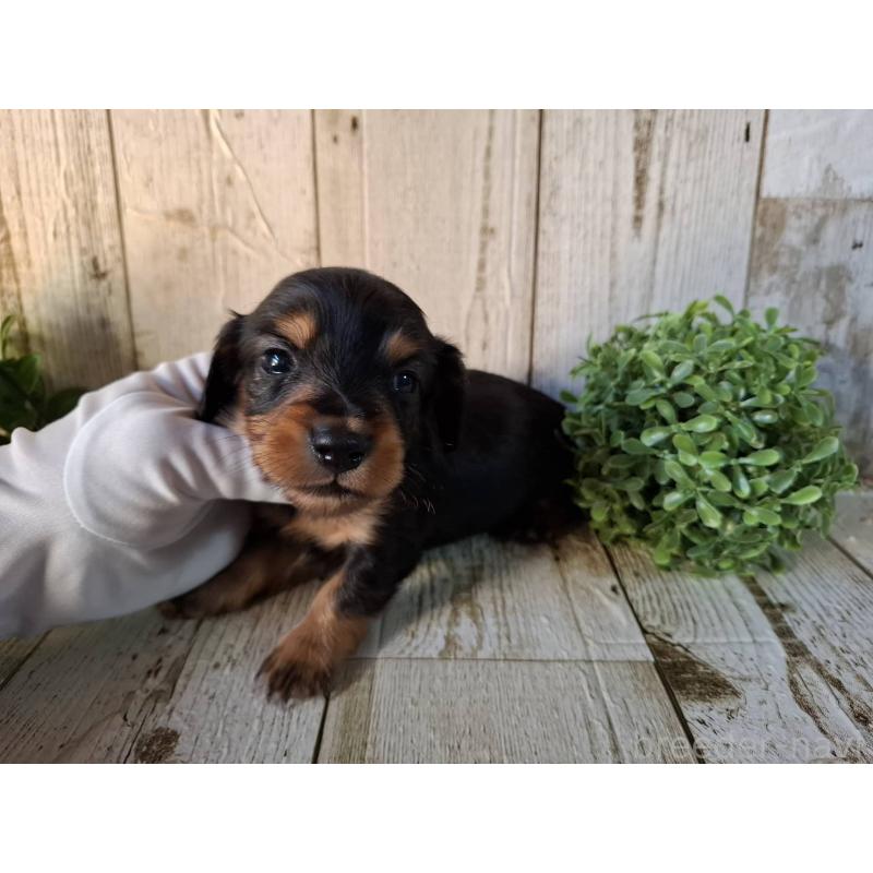 販売中の千葉県のミニチュアダックスフンド(ロングヘアード)-426378の2枚目