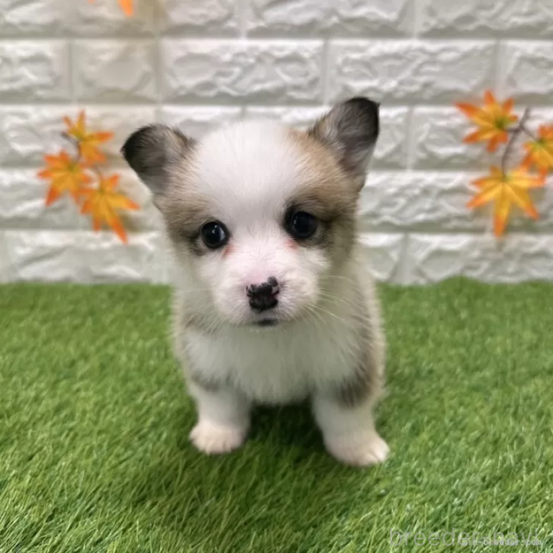 販売中の愛知県のウェルシュコーギーペンブローク-426377の1枚目