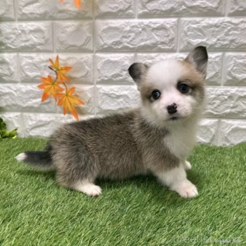 販売中の愛知県のウェルシュコーギーペンブローク-426377の5枚目