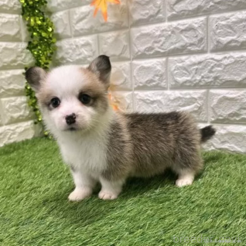 販売中の愛知県のウェルシュコーギーペンブローク-426377の4枚目