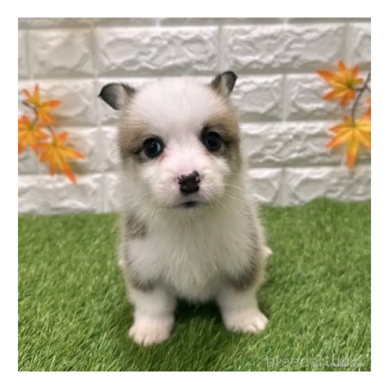 販売中の愛知県のウェルシュコーギーペンブローク-426377の3枚目