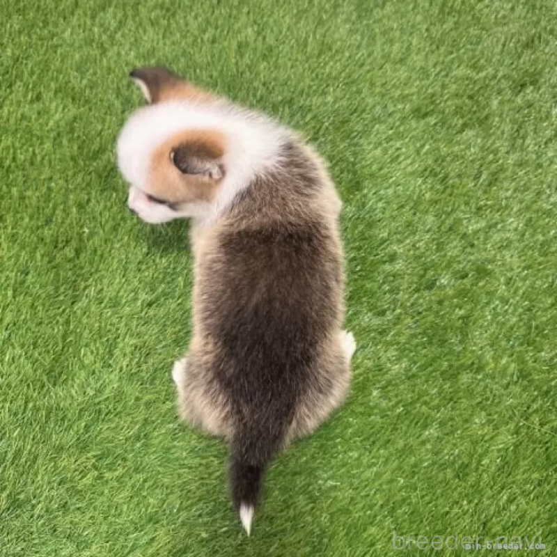 販売中の愛知県のウェルシュコーギーペンブローク-426377の2枚目