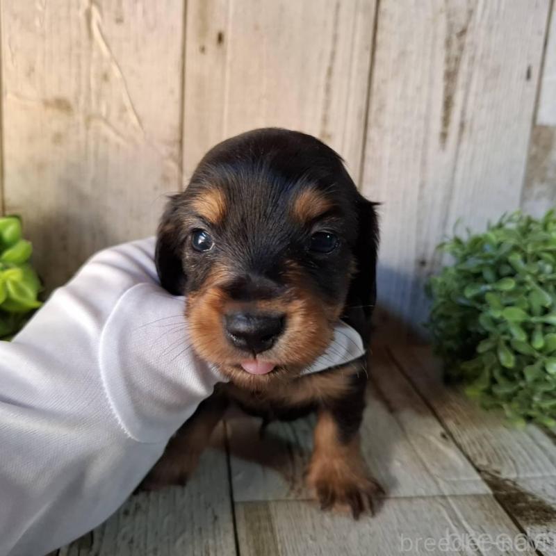 販売中の千葉県のミニチュアダックスフンド(ロングヘアード)-426378