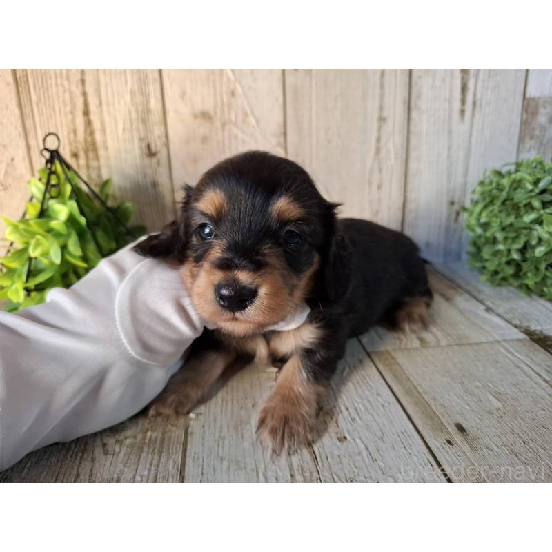 販売中の千葉県のミニチュアダックスフンド(ロングヘアード)-426379の5枚目