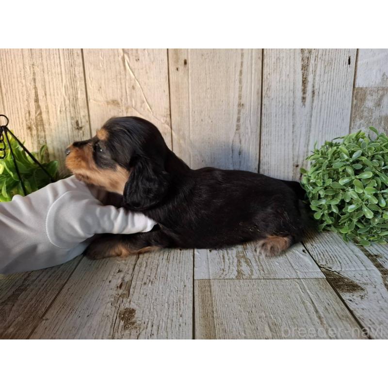 販売中の千葉県のミニチュアダックスフンド(ロングヘアード)-426379の4枚目