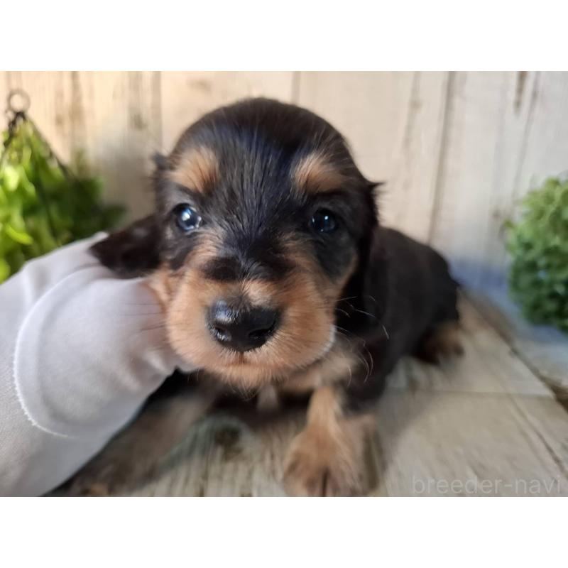 販売中の千葉県のミニチュアダックスフンド(ロングヘアード)-426379の3枚目