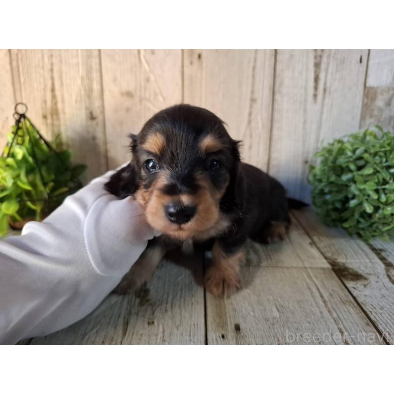 販売中の千葉県のミニチュアダックスフンド(ロングヘアード)-426379の2枚目