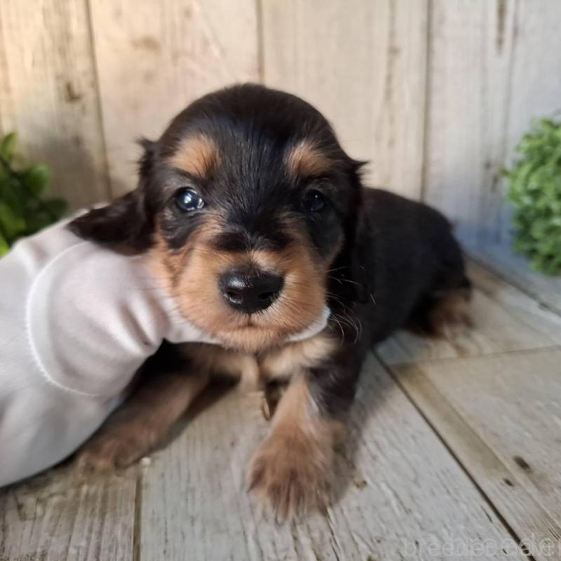 販売中の千葉県のミニチュアダックスフンド(ロングヘアード)-426379