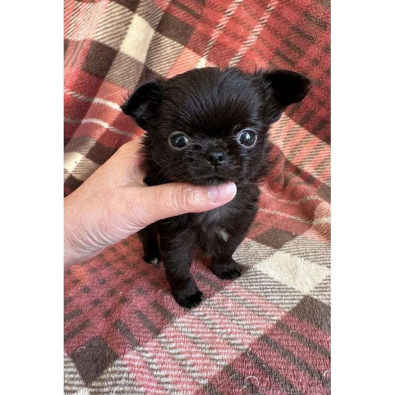 商談中の福島県のチワワ(ロングコート)-423862の2枚目