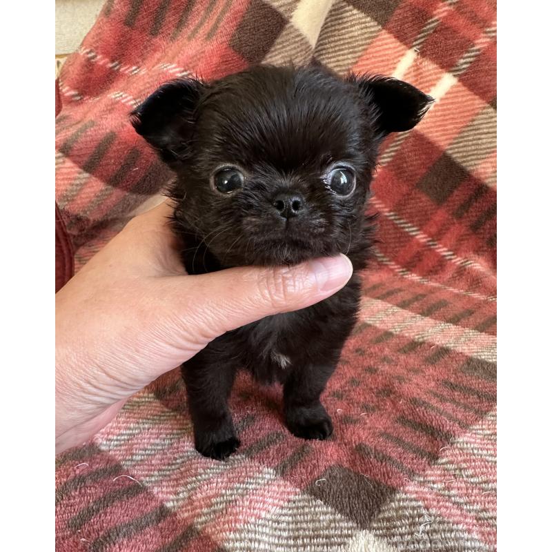 商談中の福島県のチワワ(ロングコート)-423862