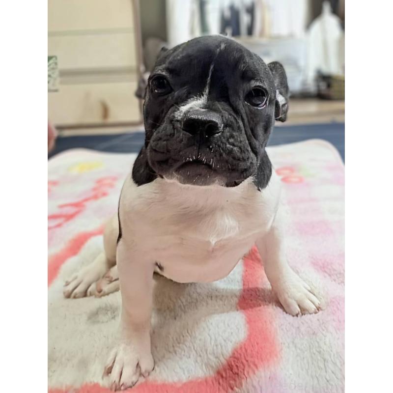 販売中の愛媛県のフレンチブルドッグ-407078の8枚目