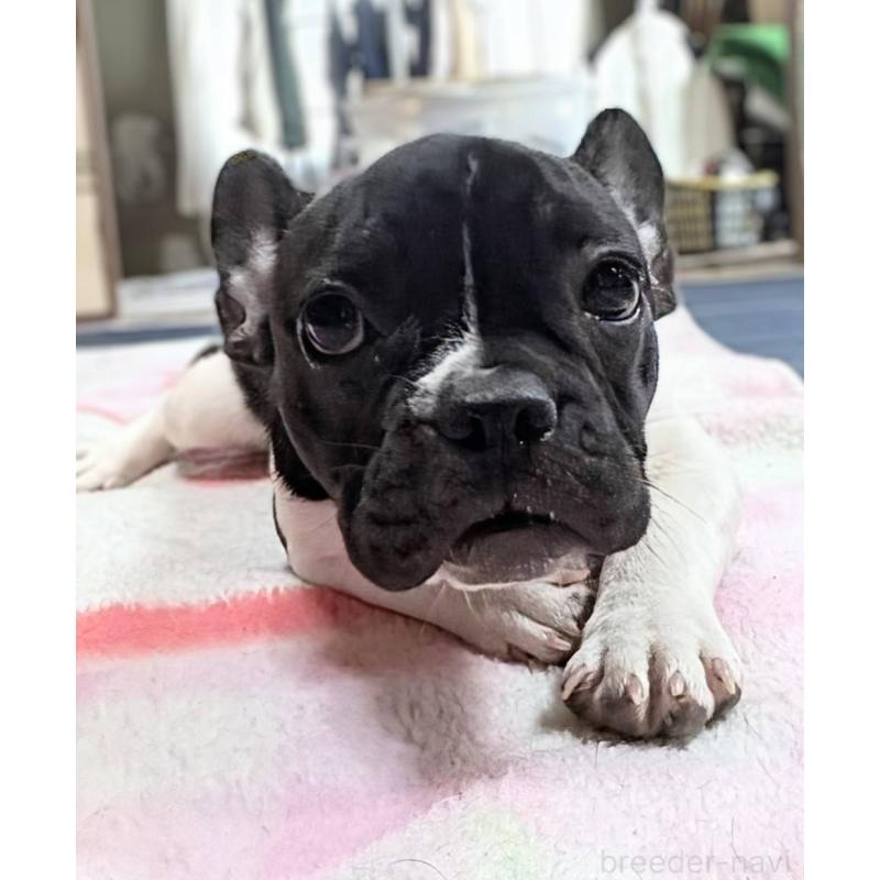 販売中の愛媛県のフレンチブルドッグ-407078の7枚目