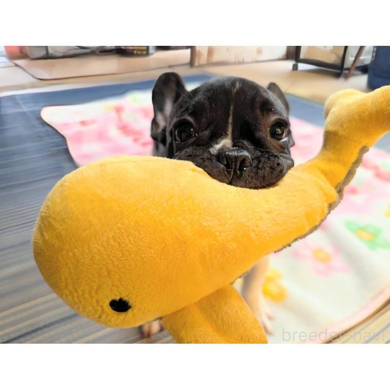 販売中の愛媛県のフレンチブルドッグ-407078の6枚目