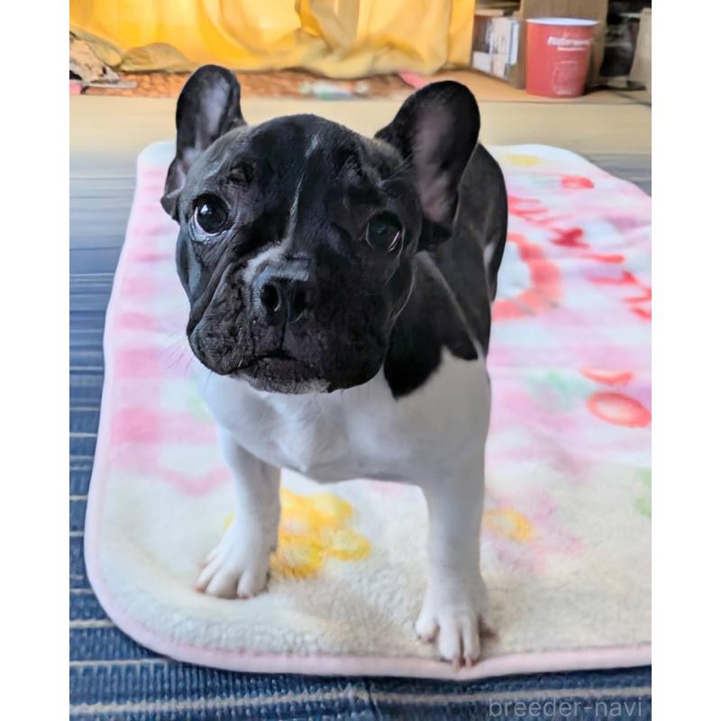 販売中の愛媛県のフレンチブルドッグ-407078の5枚目