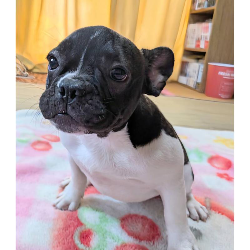 販売中の愛媛県のフレンチブルドッグ-407078の4枚目