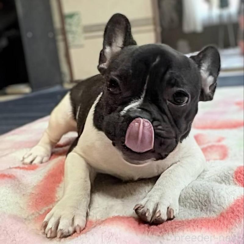 販売中の愛媛県のフレンチブルドッグ-407078の1枚目