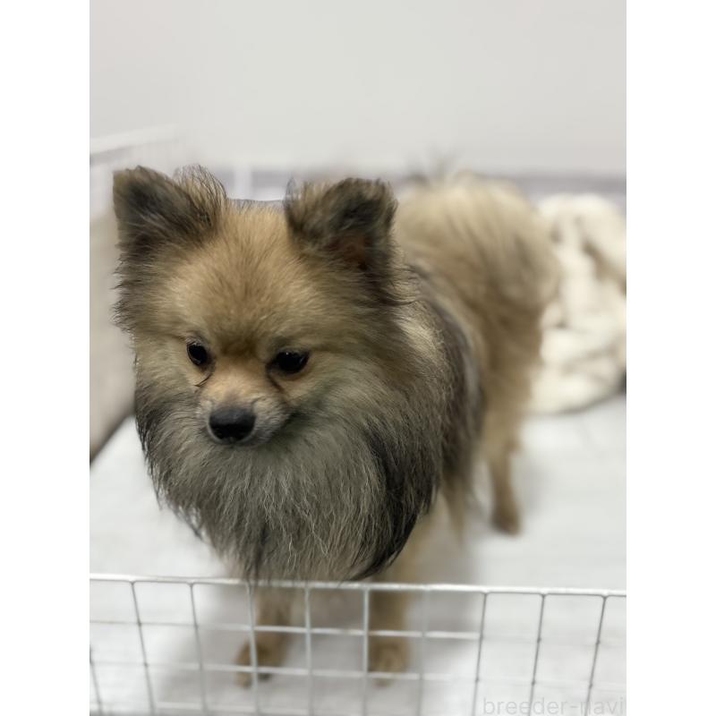 成約済の東京都のポメラニアン-371830の5枚目