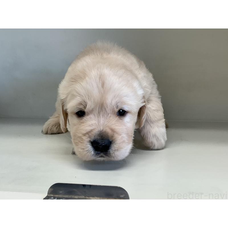 販売中の山形県のゴールデンレトリーバー-426380の7枚目