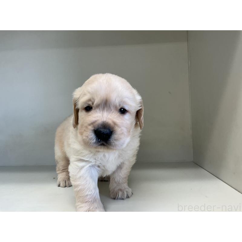 販売中の山形県のゴールデンレトリーバー-426380の6枚目