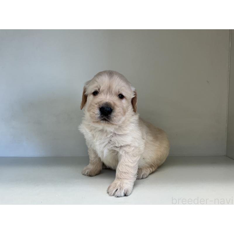 販売中の山形県のゴールデンレトリーバー-426380の5枚目