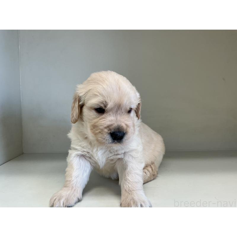 販売中の山形県のゴールデンレトリーバー-426380の4枚目