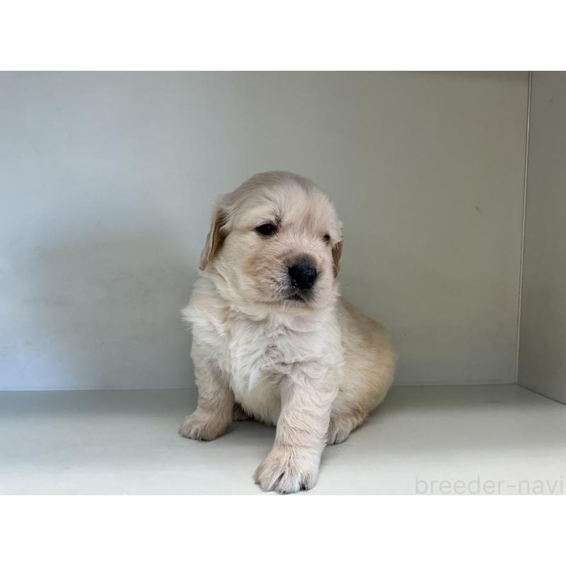 販売中の山形県のゴールデンレトリーバー-426380の3枚目