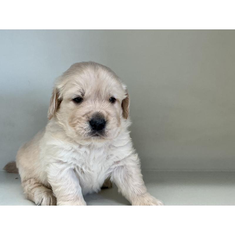 販売中の山形県のゴールデンレトリーバー-426380の2枚目