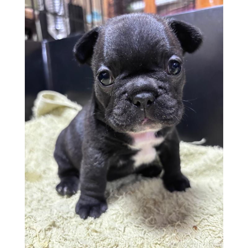 販売中の三重県のフレンチブルドッグ-426388