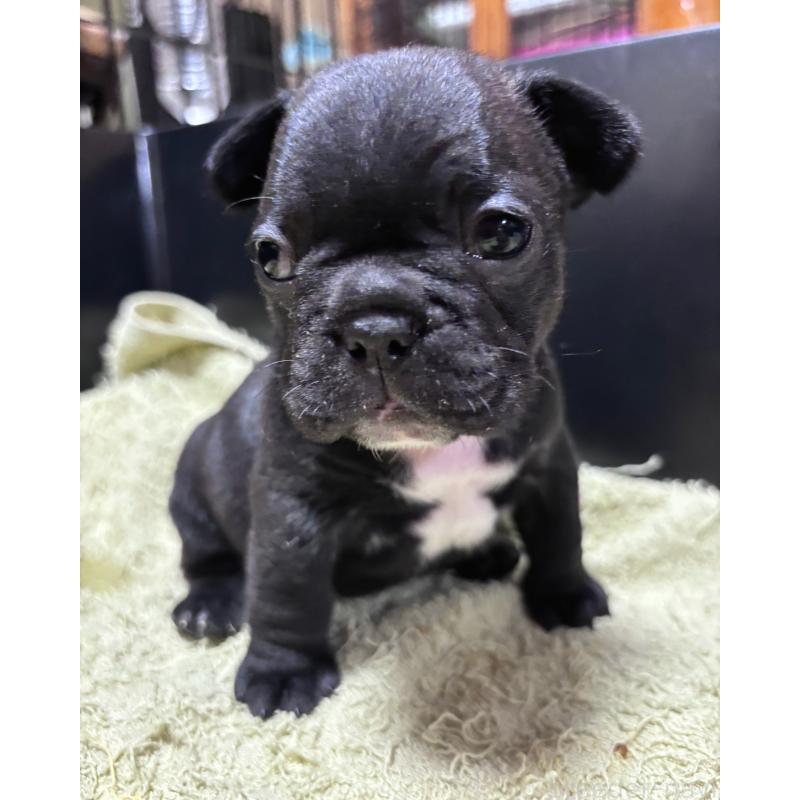 販売中の三重県のフレンチブルドッグ-426388の4枚目