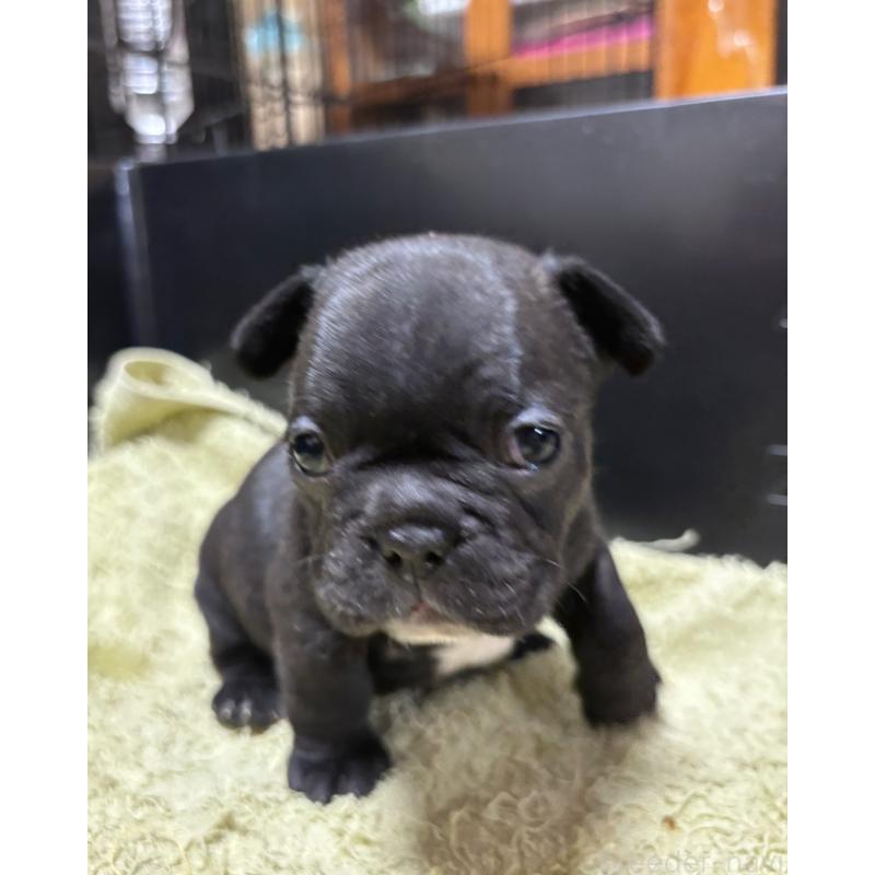 販売中の三重県のフレンチブルドッグ-426388の3枚目