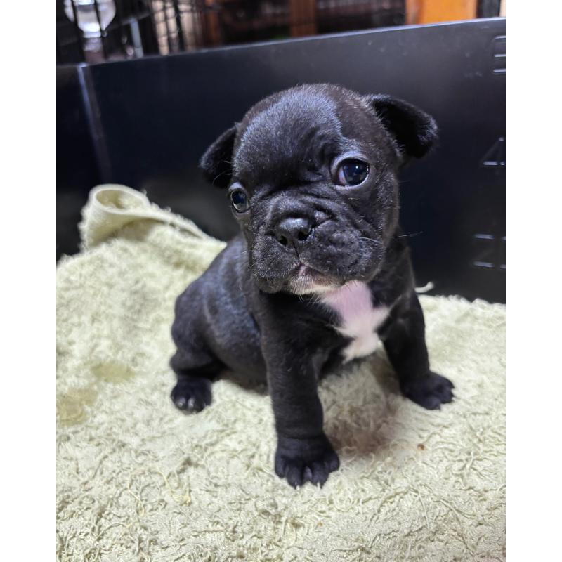 販売中の三重県のフレンチブルドッグ-426388の2枚目