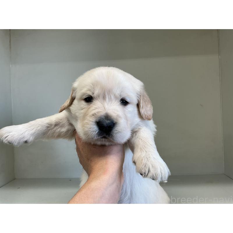 販売中の山形県のゴールデンレトリーバー-426381の6枚目