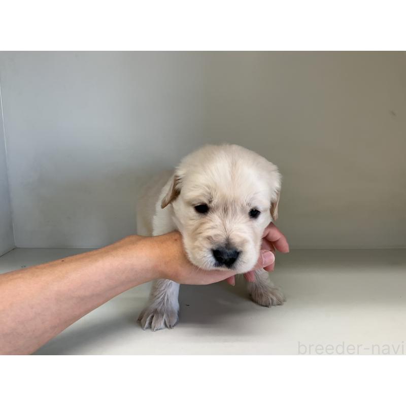 販売中の山形県のゴールデンレトリーバー-426381の5枚目