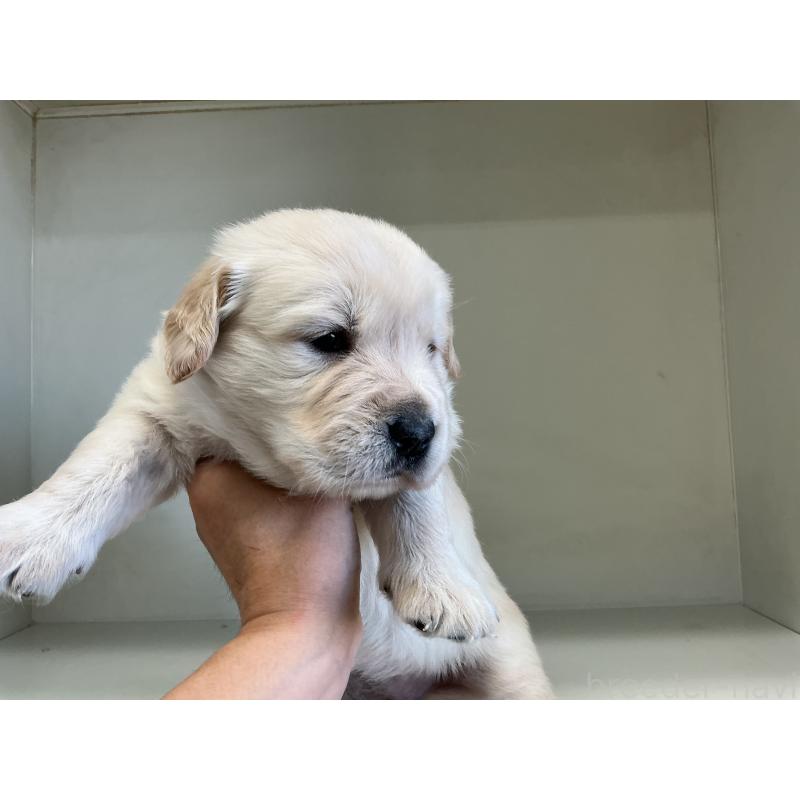 販売中の山形県のゴールデンレトリーバー-426381の4枚目